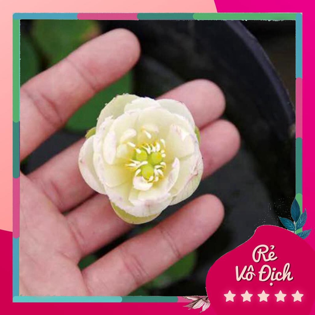 {dhtn} (Đã Cắt Đầu) Sen Mini Nhật Full Màu