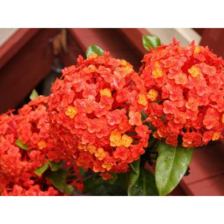 Trang Tàu ( màu cà rốt)  siêu hoa vườn Hoa sadet