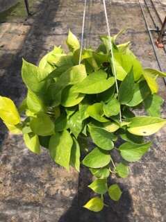 Trầu bà treo vàng lớn