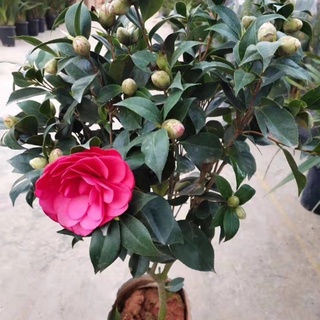 Cây Hoa Trà My Cao 20-60cm (ảnh thật số 2)