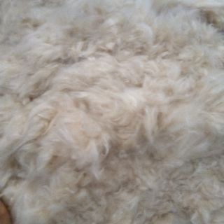 Combo 4 gối bông gòn(2 gối 35*55, 2 gối 65*35)
