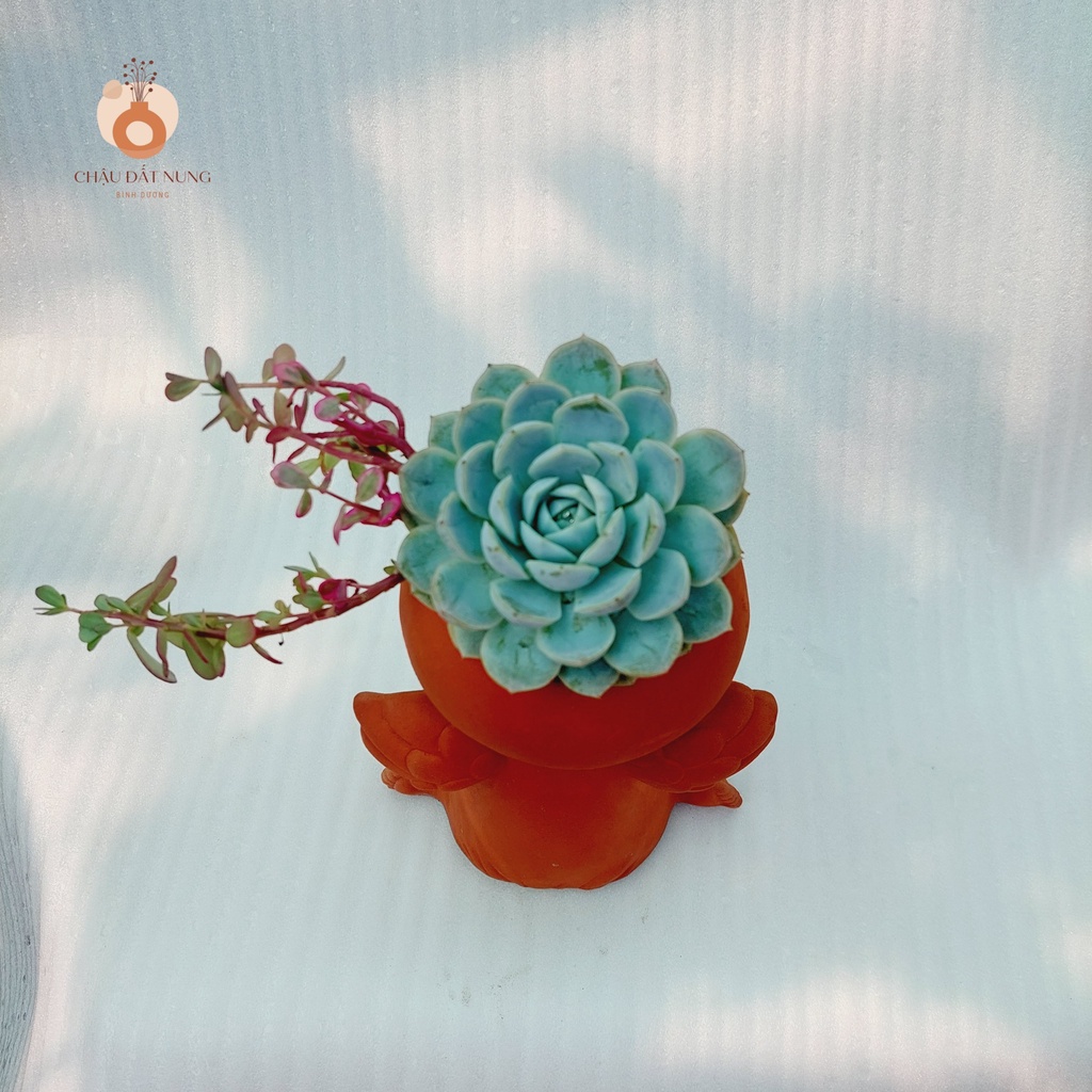 Chậu đất nung, Chậu sen đá - Cô gái Marshal - miệng chậu 8cm, chiều cao 20cm