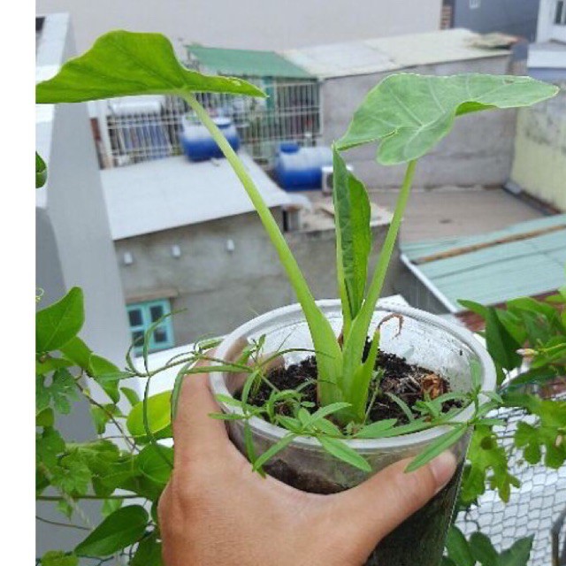 Cây bạc hà nấu canh / cây dọc mùng