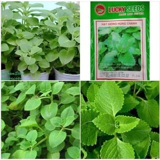 Hạt giống Rau Húng chanh hay tần dày lá - 1 gói 0,1gram