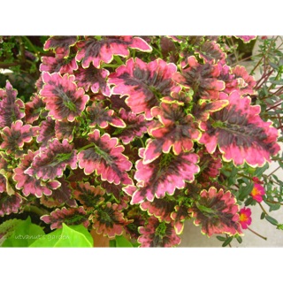 Cây giống đâu chỉ , cây gấm lá xoắn