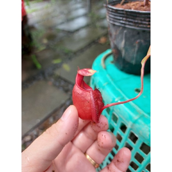 Cây nắp ấm N. Viking