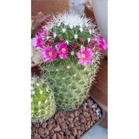 Xương rồng Mammillaria Longiflora siêng hoa.