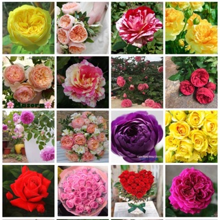 Cây giống hoa hồng