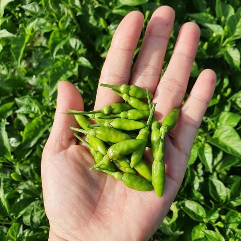 Ớt xiêm rừng sốc muối ,cay giòn quanh năm .chai 330ml 🌶.