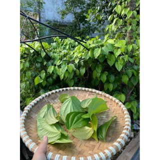Dung dịch vệ sinh trầu không