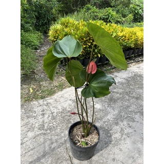 cây đại hồng môn lớn
