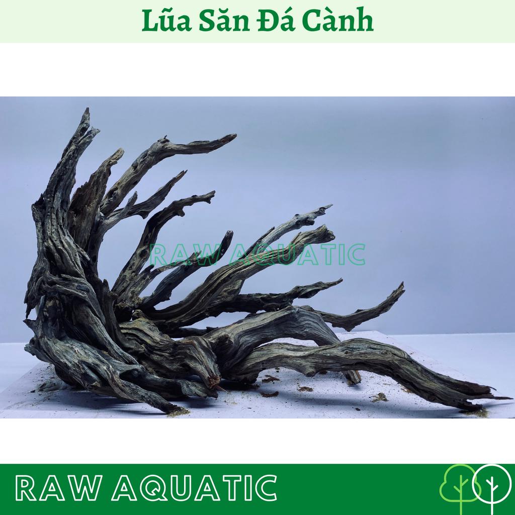 Lũa Săn Đá Cành Trang Trí, Setup Bể Cá Cảnh, Bể Thủy Sinh