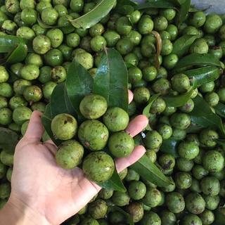 1kg quả sấu tươi