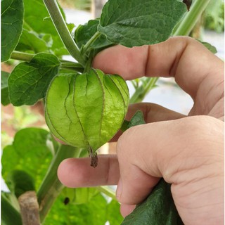 Hạt giống Tầm Bóp (Thù Lù) Nam Mỹ 2g (300 - 400 hạt)
