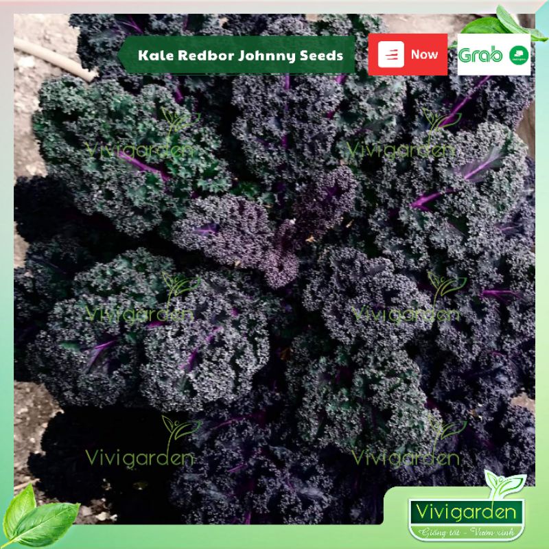 Lẻ 20 hạt Kale Redbor Johnny Seeds xoăn tím cực đẹp và giàu dinh dưỡng