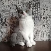 Thế giới dành cho Mèo_ Hi Cats