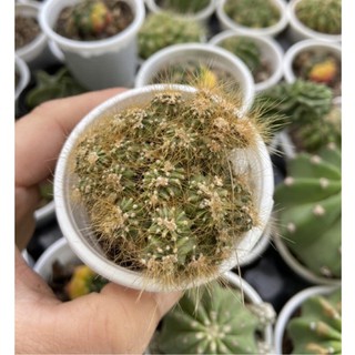 XƯƠNG RỒNG ĐUÔI KHỈ
