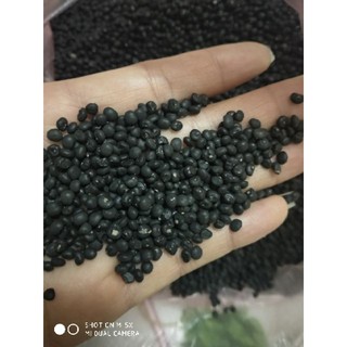 Hạt giống măng tây xanh 20 hạt
