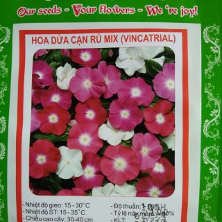 Hoa dừa cạn rủ