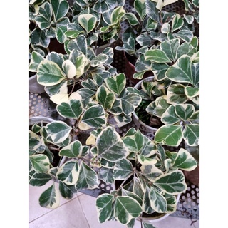 Cây bàn cẩm thạch - Ficus triangularis