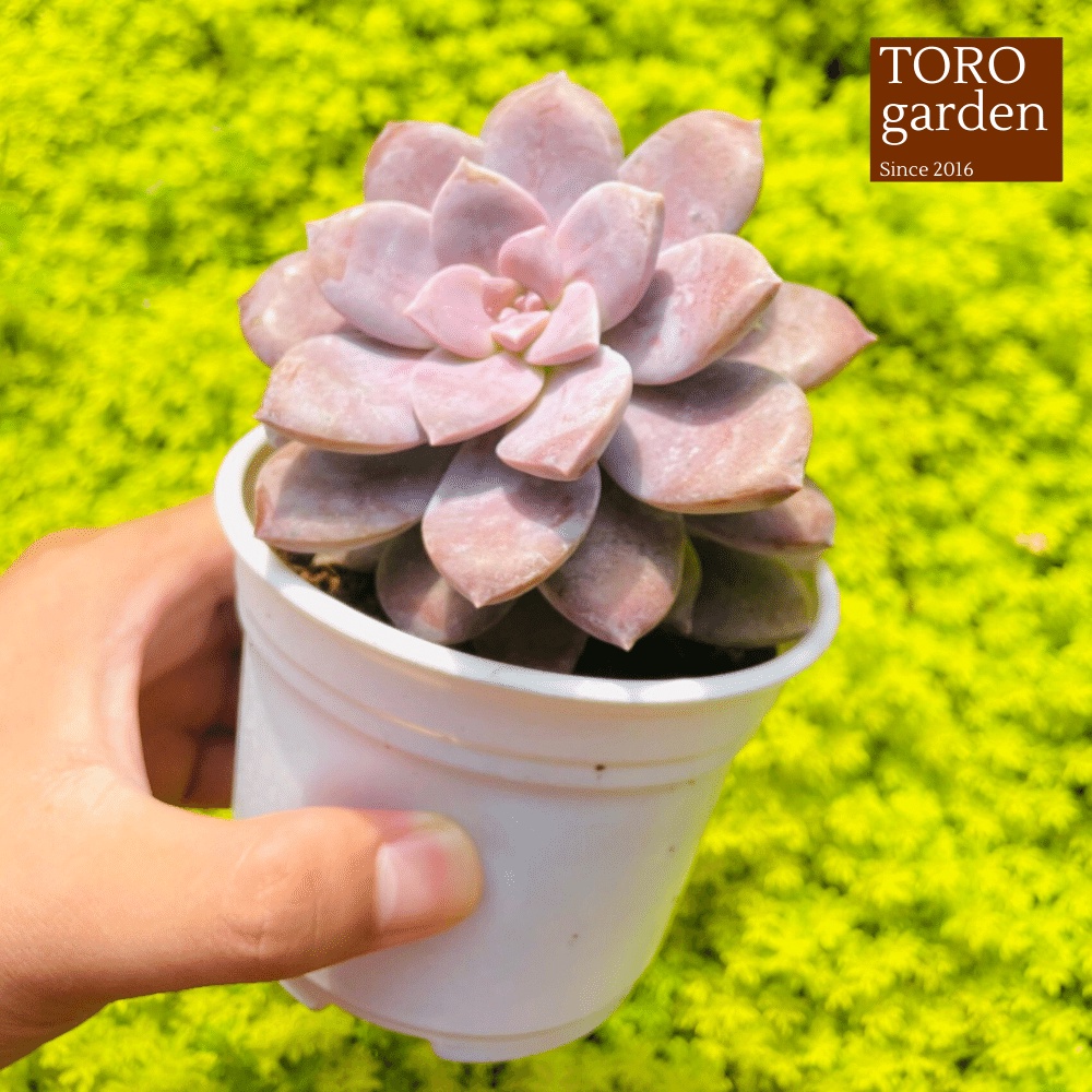 Sen đá dĩa hồng Đà Lạt size trung bình cây cảnh trang trí nhà cửa Toro garden