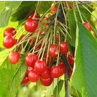 hạt giống anh đào đất Cherry