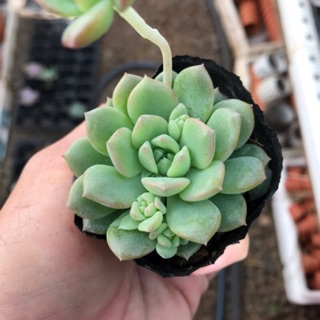 Sen dù hàn sale 20k chỉ còn 10k