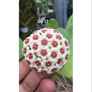 Lan cẩm cù lá tim xanh cây giống hoa như hình