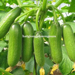 5H - HẠT GIỐNG DƯA CHUỘT CHÙM SIÊU TRÁI