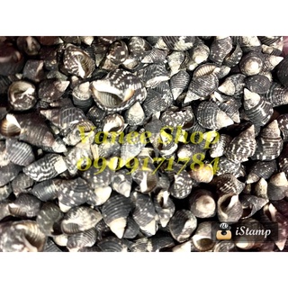 Vỏ ốc nhím đen ngắn 100gr