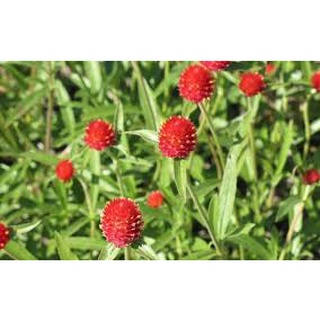 1 Lạng Hạt giống cúc bách nhật