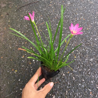 Cây hoa tóc tiên trồng sẵn,dễ chăm,dễ sống
