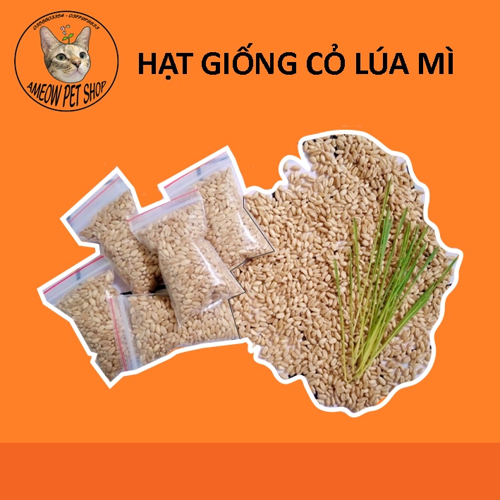 HẠT GIỐNG CỎ LÚA MÌ