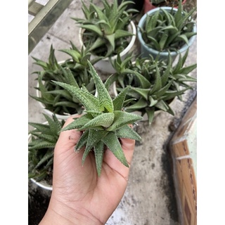 MÓNG RỒNG XOÁY NHỎ