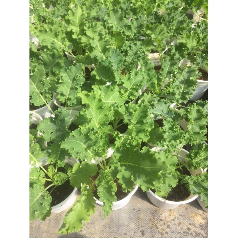 Cây cải Kale loại to