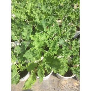 Cây cải Kale loại to