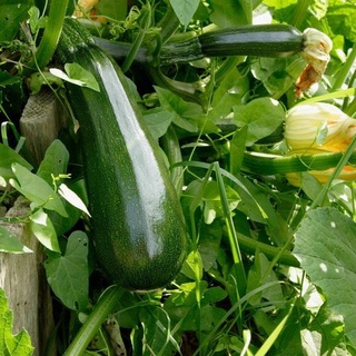 Hạt giống Bí ngòi