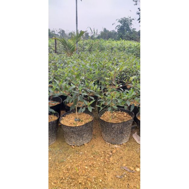 Sim tím cây sắp hoa