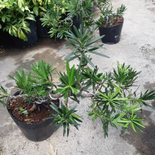 Tùng la hán bonsai DÁNG ĐỔ SIÊU ĐẸP