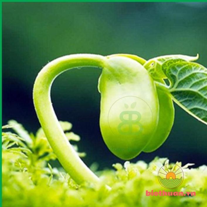 THuốc kích mầm, kích chồi keiki duy pro - loại bôi trực tiếp