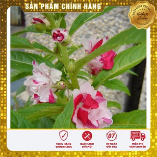 Hạt giống hoa Móng Tay kép