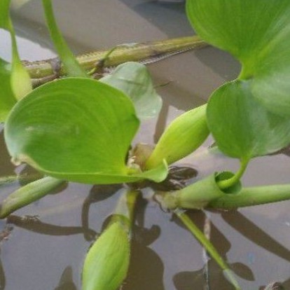 Cây Lục bình (bèo tây) mini - cây thủy sinh trang tái hồ cá