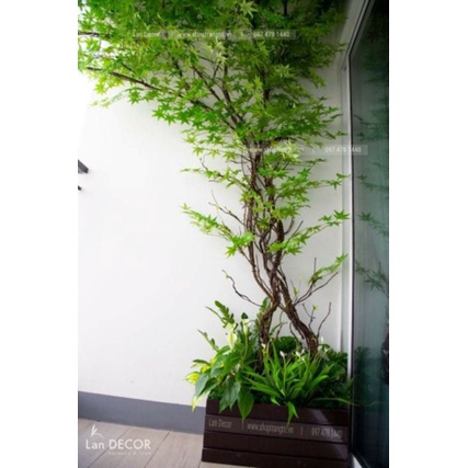 2M Thân rừng cổ dùng làm thân hoa leo