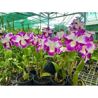 Hoa lan den lai catt nữ hoàng cây trưởng thành phi 12