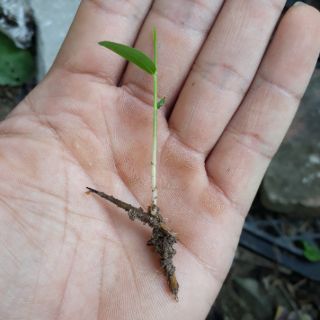 Hạt giống  Trúc lệ