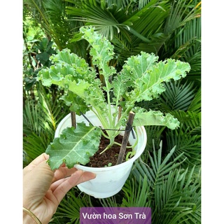 Cây cải kale, xanh và tím