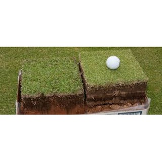 100g Hạt cỏ thảm BERMUDA - cỏ trang trí sân vườn, sân gold