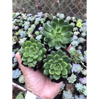 Sen đá xanh ngọc 💕❤️