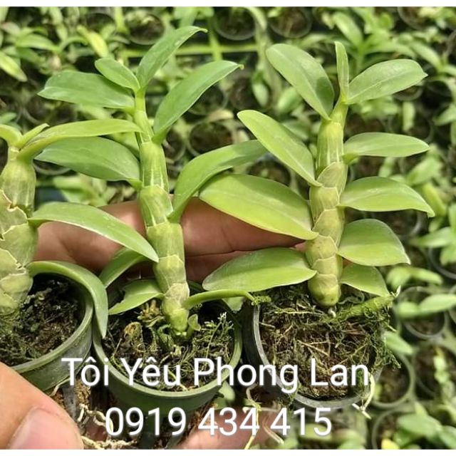 1 cốc cây giống hoa lan Giả hạc (phi điệp) Tali gieo hạt hoa ngẫu nhiên