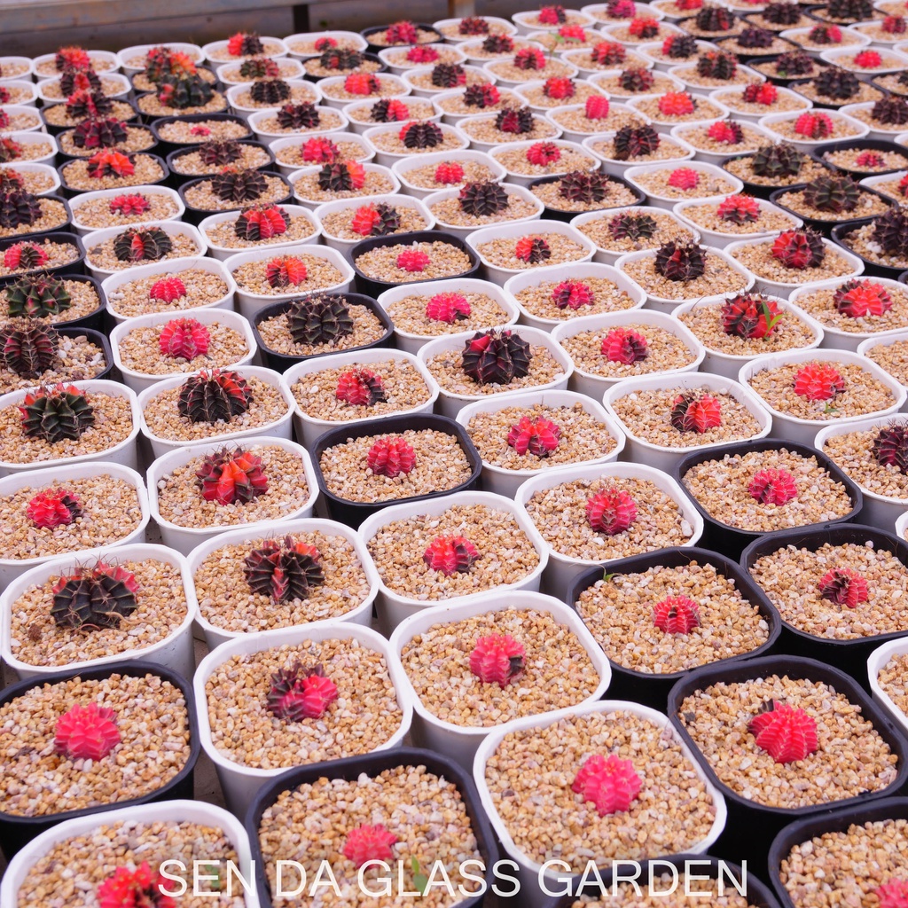 Xương rồng gym lem GLASS GARDEN 2-3cm màu ngẫu nhiên, dễ trồng, hàng hạt